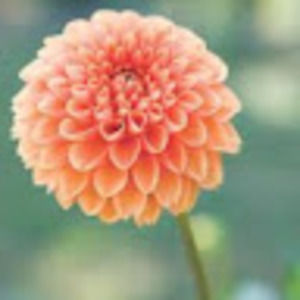 Meet your Posher, Alexia